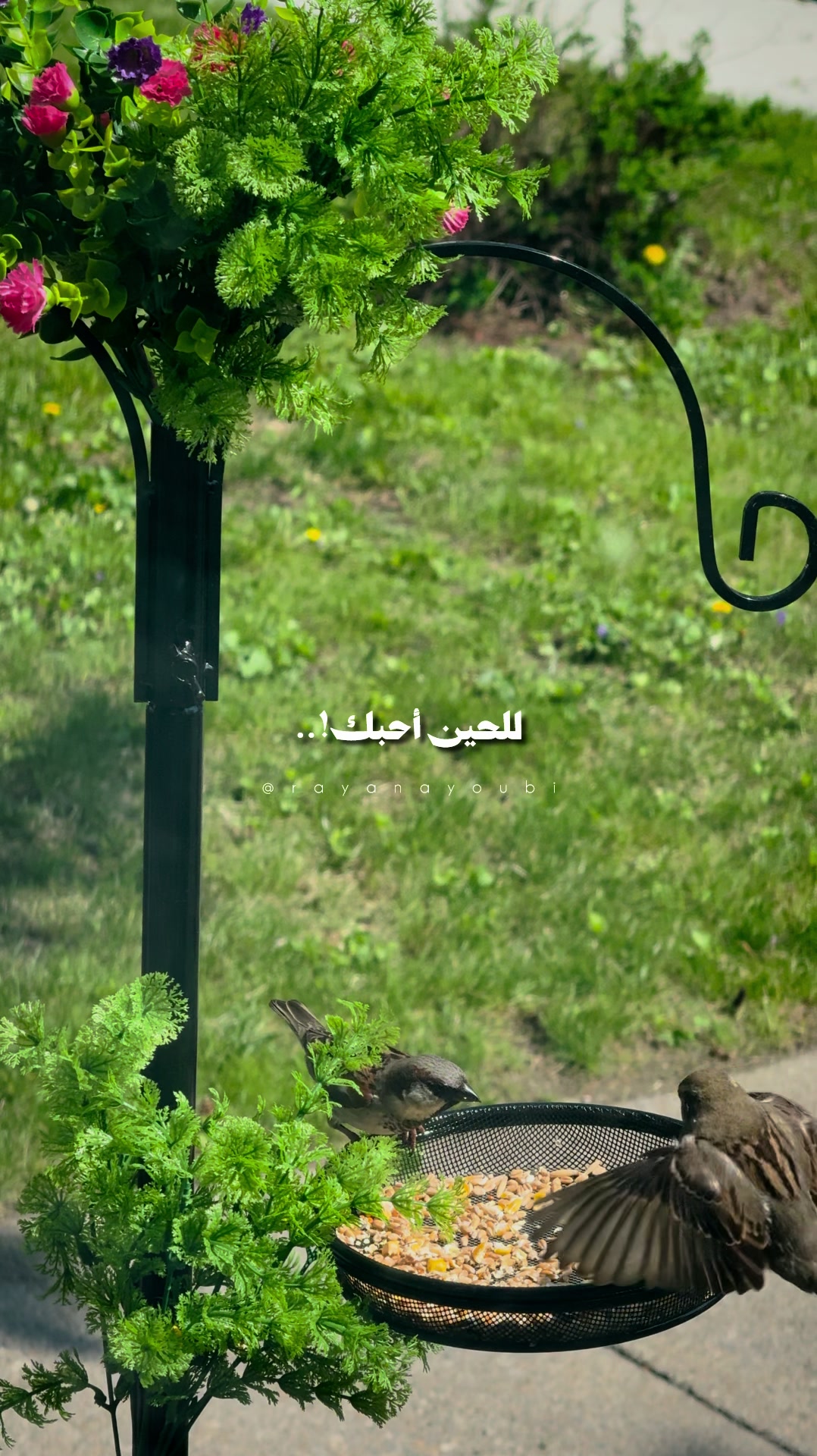 @Rayan El Ayoubi