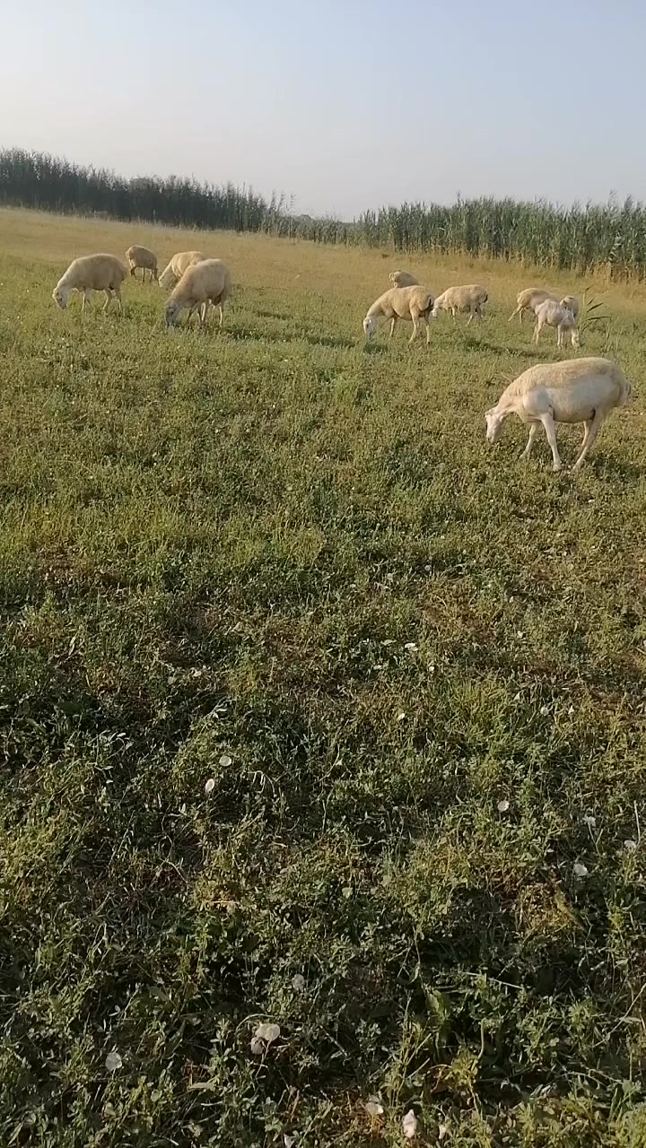 @Elşad.264