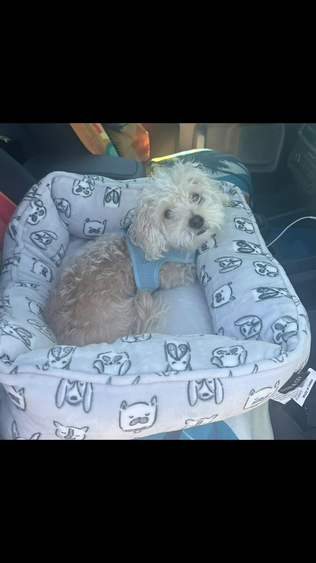 @He Was A PoodleBoi