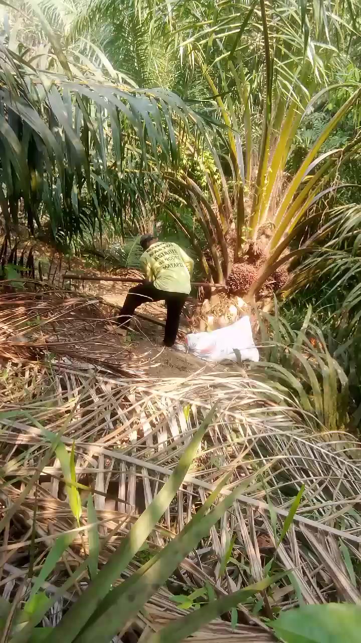 @SURYA TANI