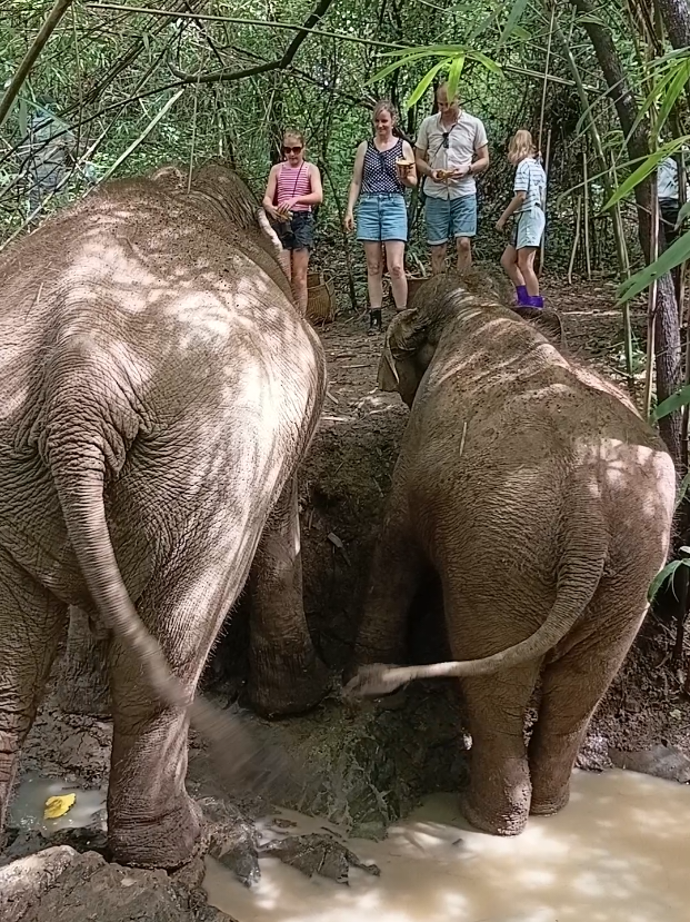 @LuangPrabang Elephant New Home