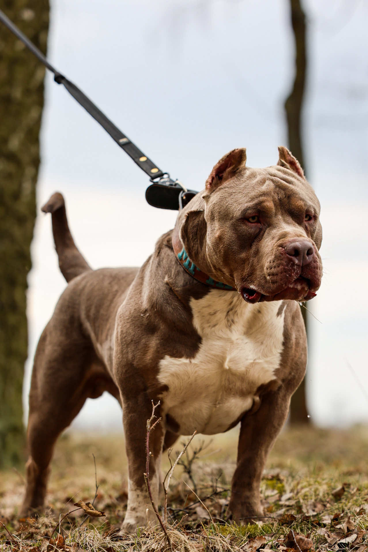 @TopQualityBullyKennel