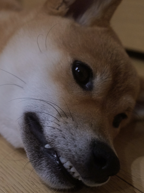 @柴犬座〜The Shiba Inu〜