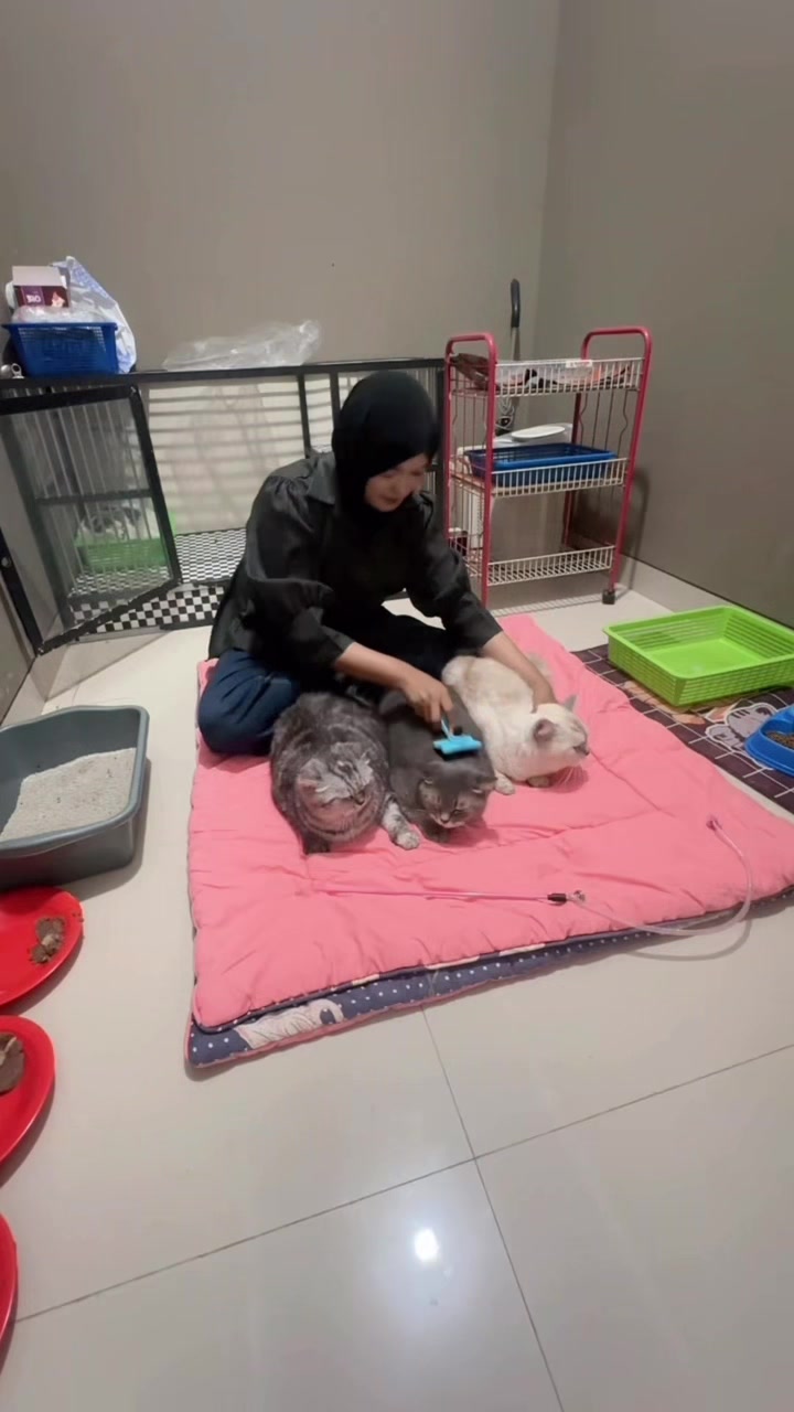 @FaenCattery