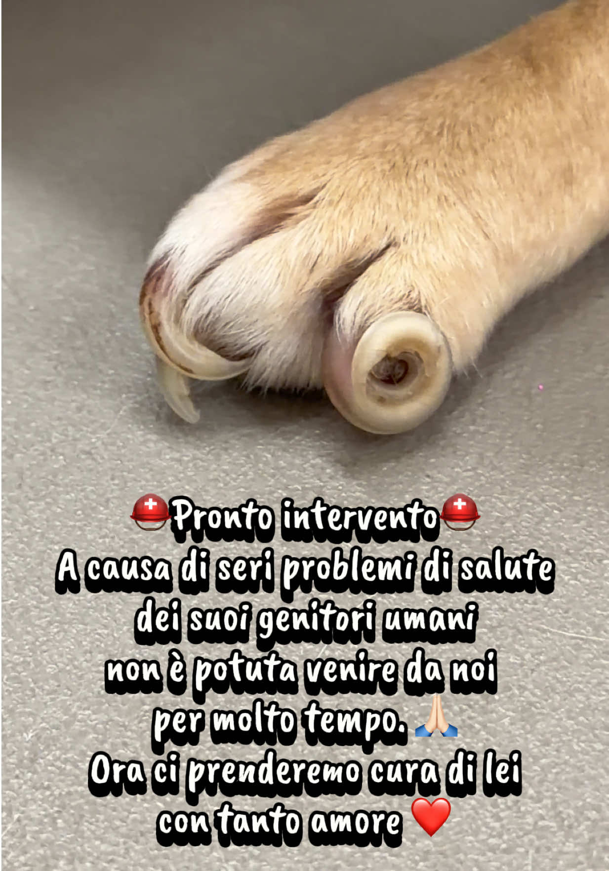 @NewDog Toelettatura & Pet Shop