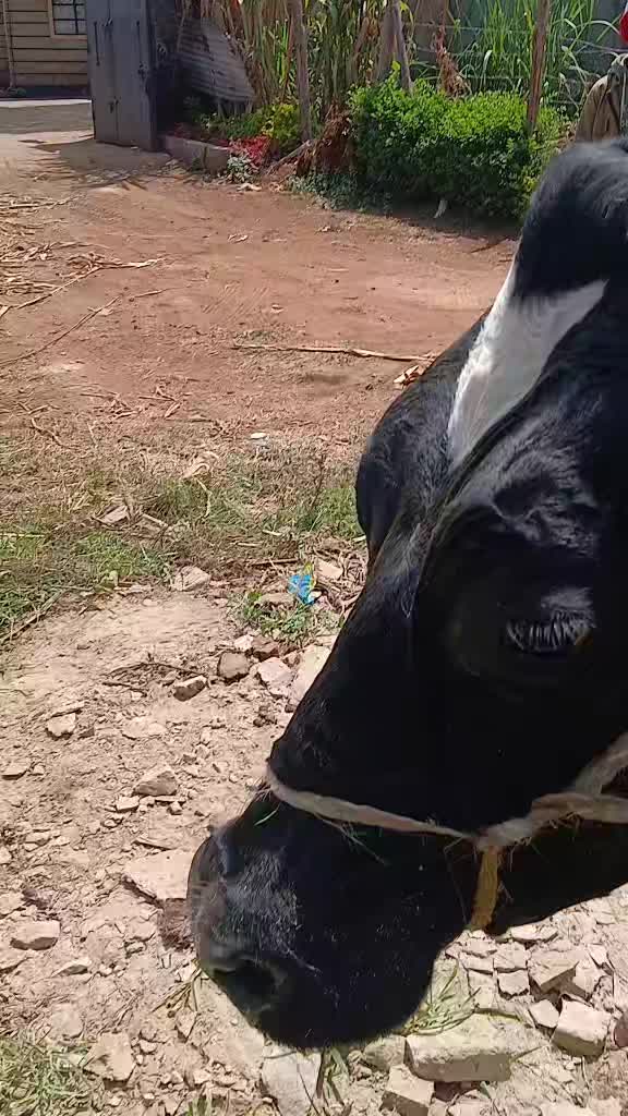 @Dennis Mukundi Wambui
