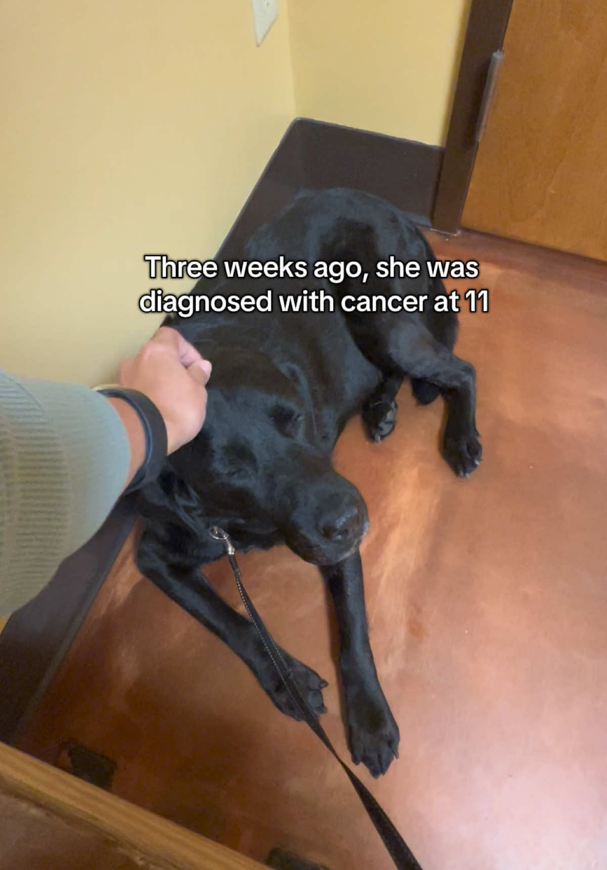 @Laura | Married With Dogs