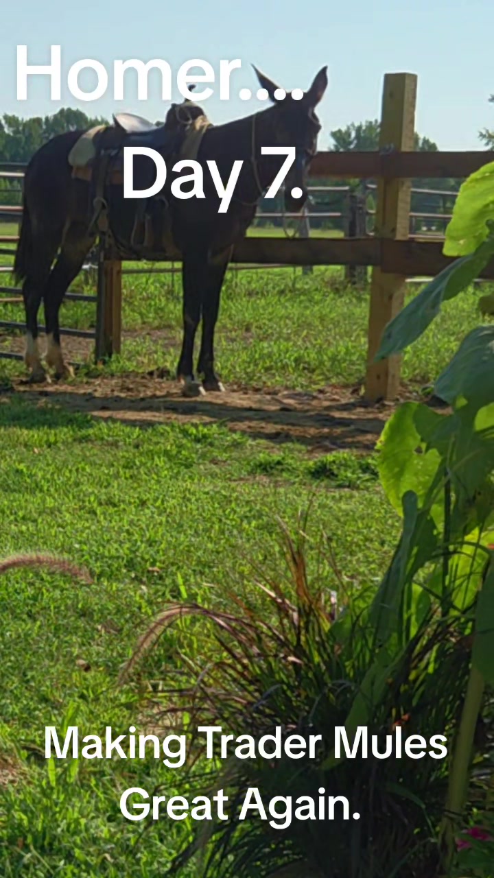 @CactusLMules