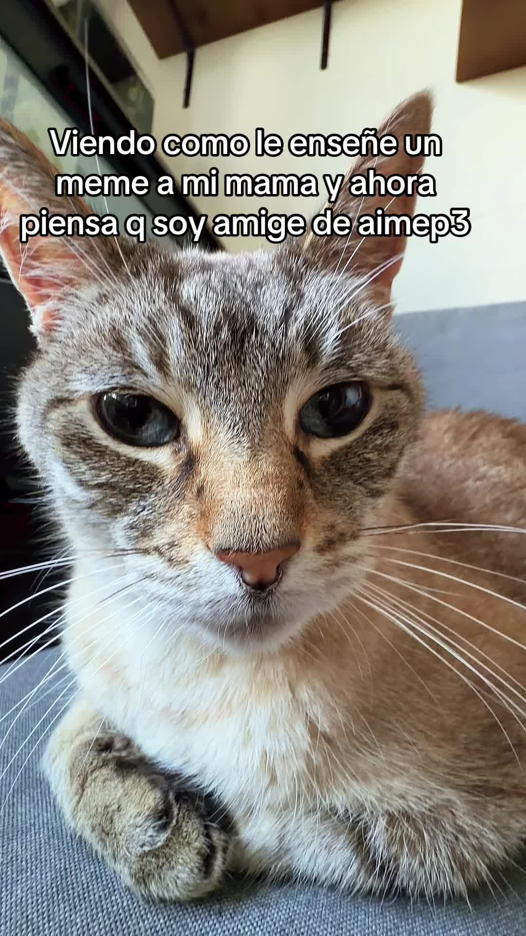 @chavelady