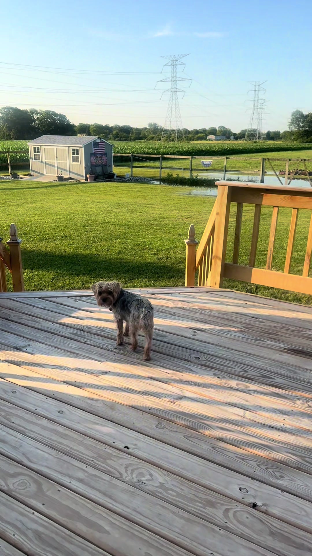 @masonyorkieandmom18