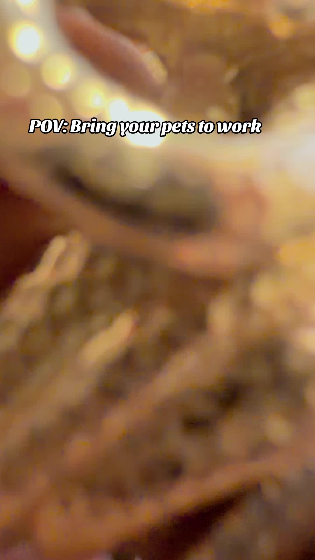 @𝒟𝒾𝒷𝓈