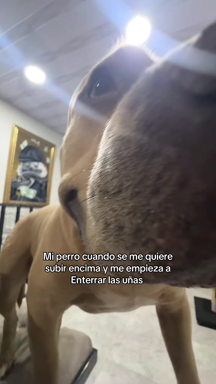 @Vikingo606