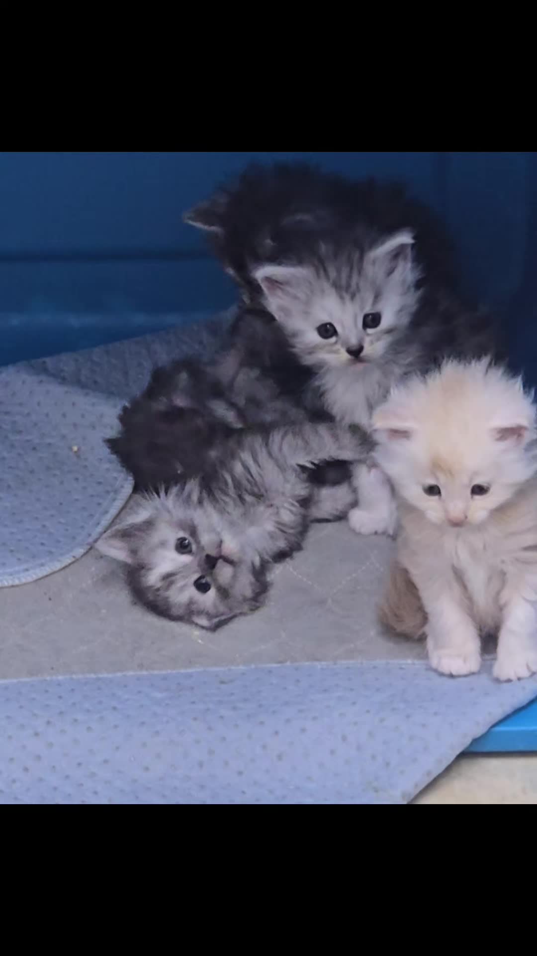 @@actionfarmsmainecoons