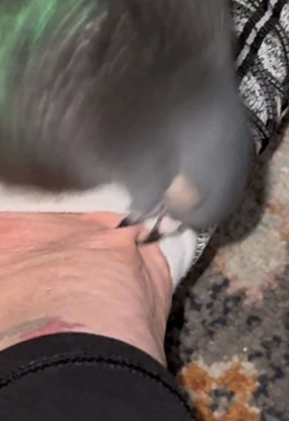 @Beebee The Pigeon