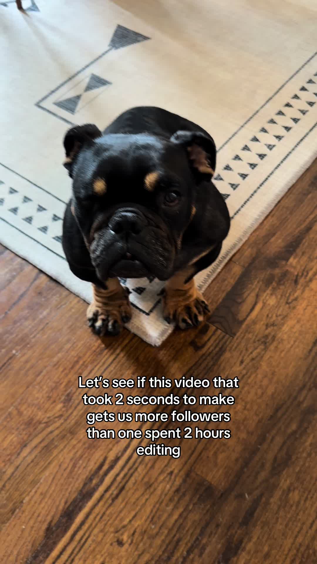 @Poptart The Bulldog