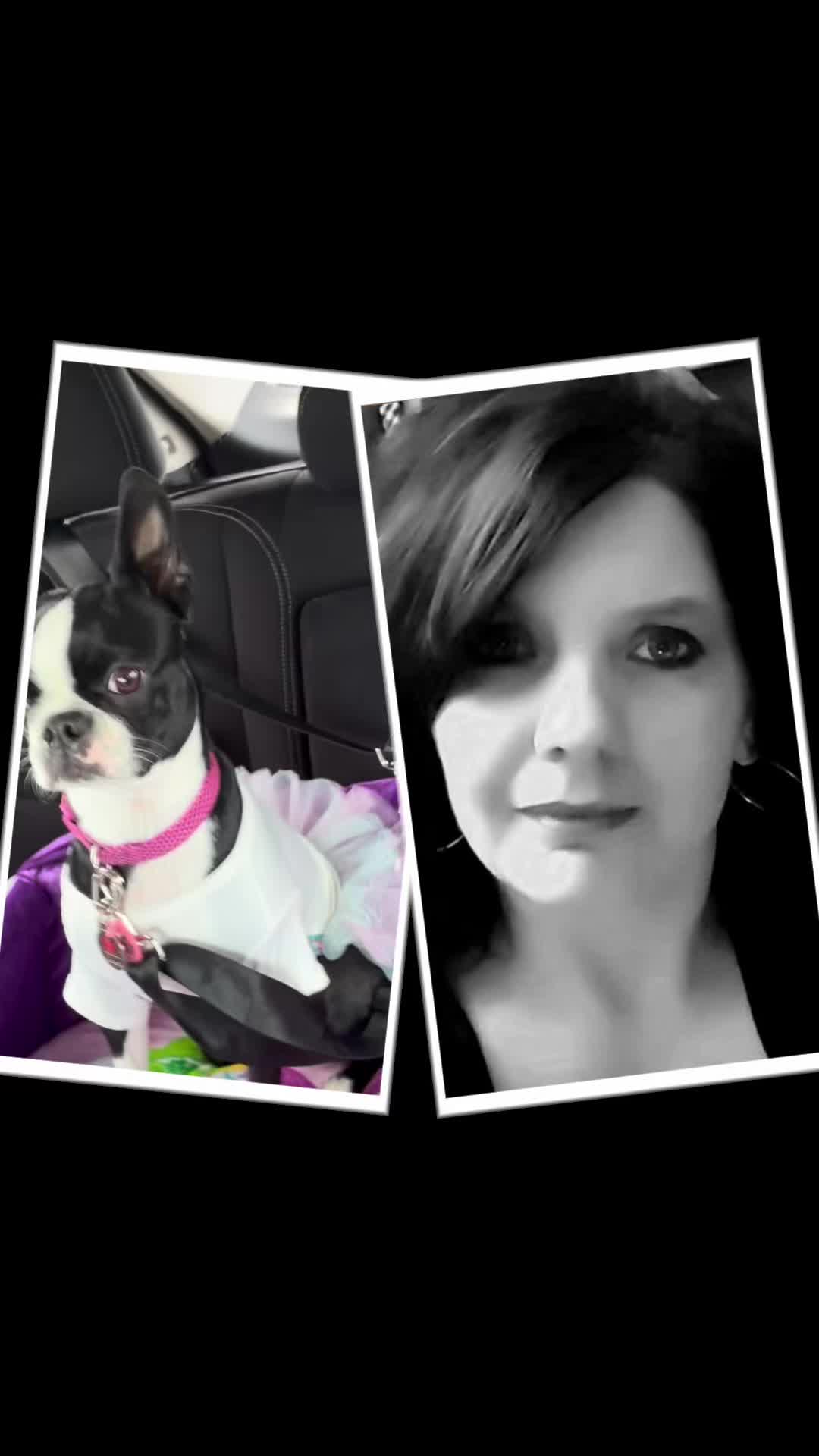 @bostonterrier7