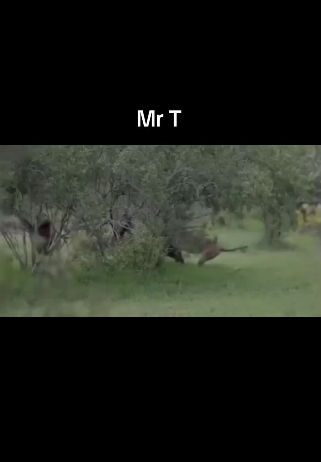 @KİNG MR.T
