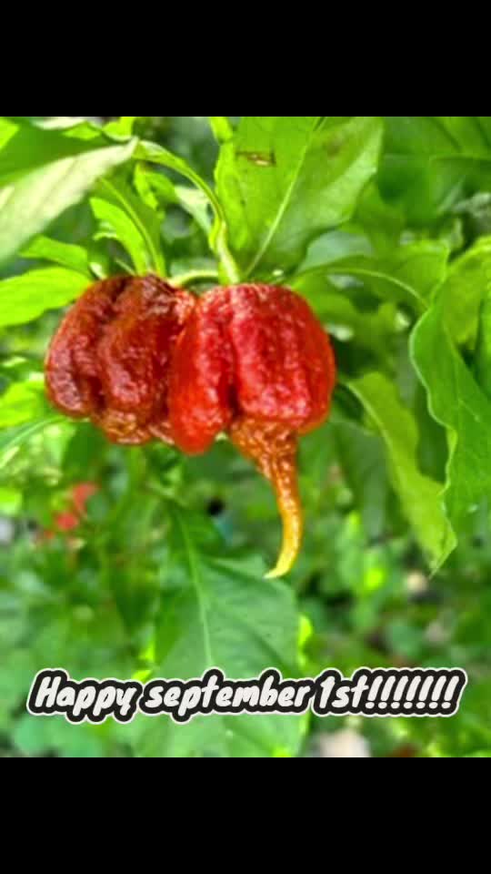 @Jdeaththepepperguy 🌶️AGX🌶️🌱