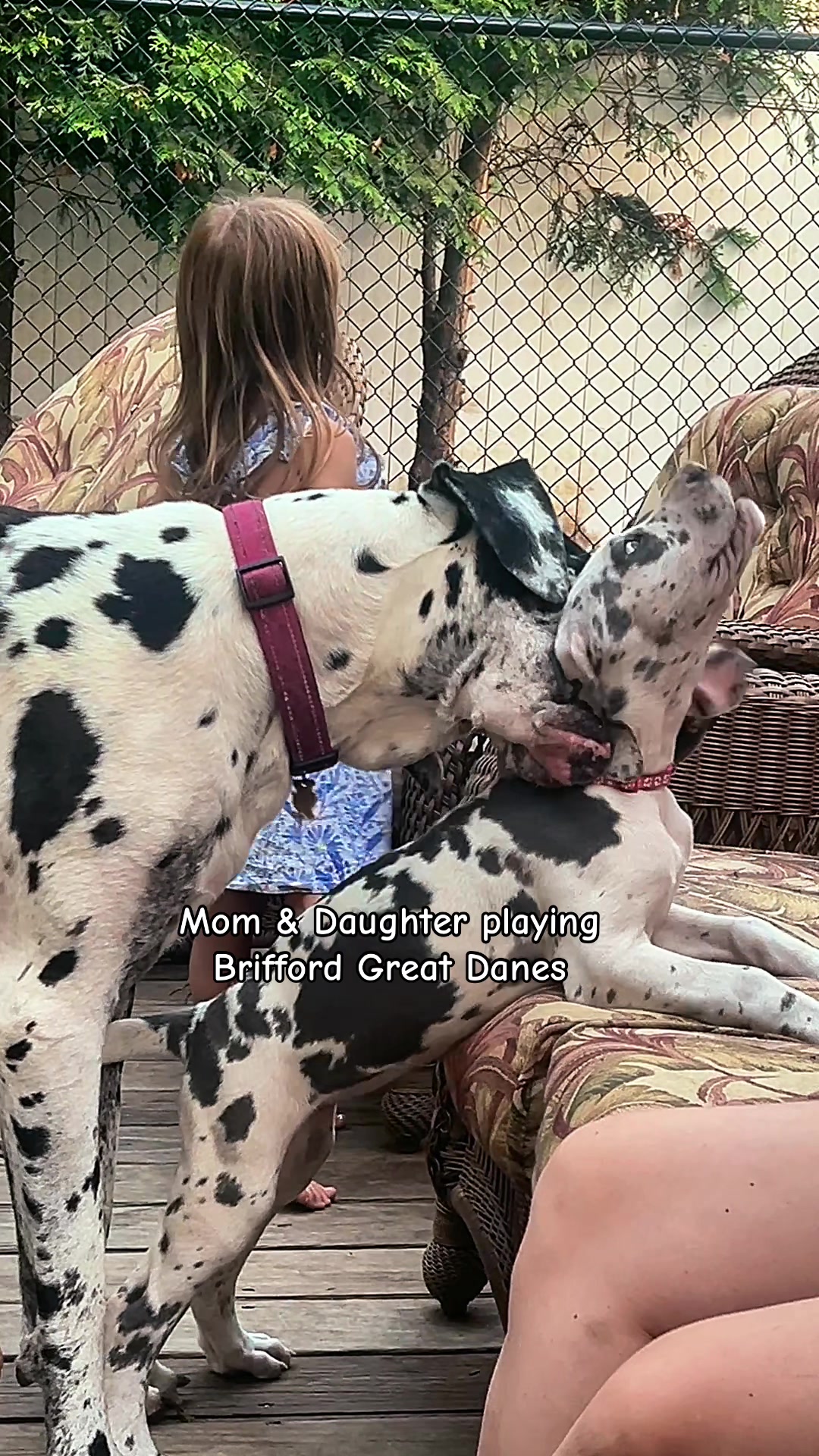 @Brifford Great Danes .com