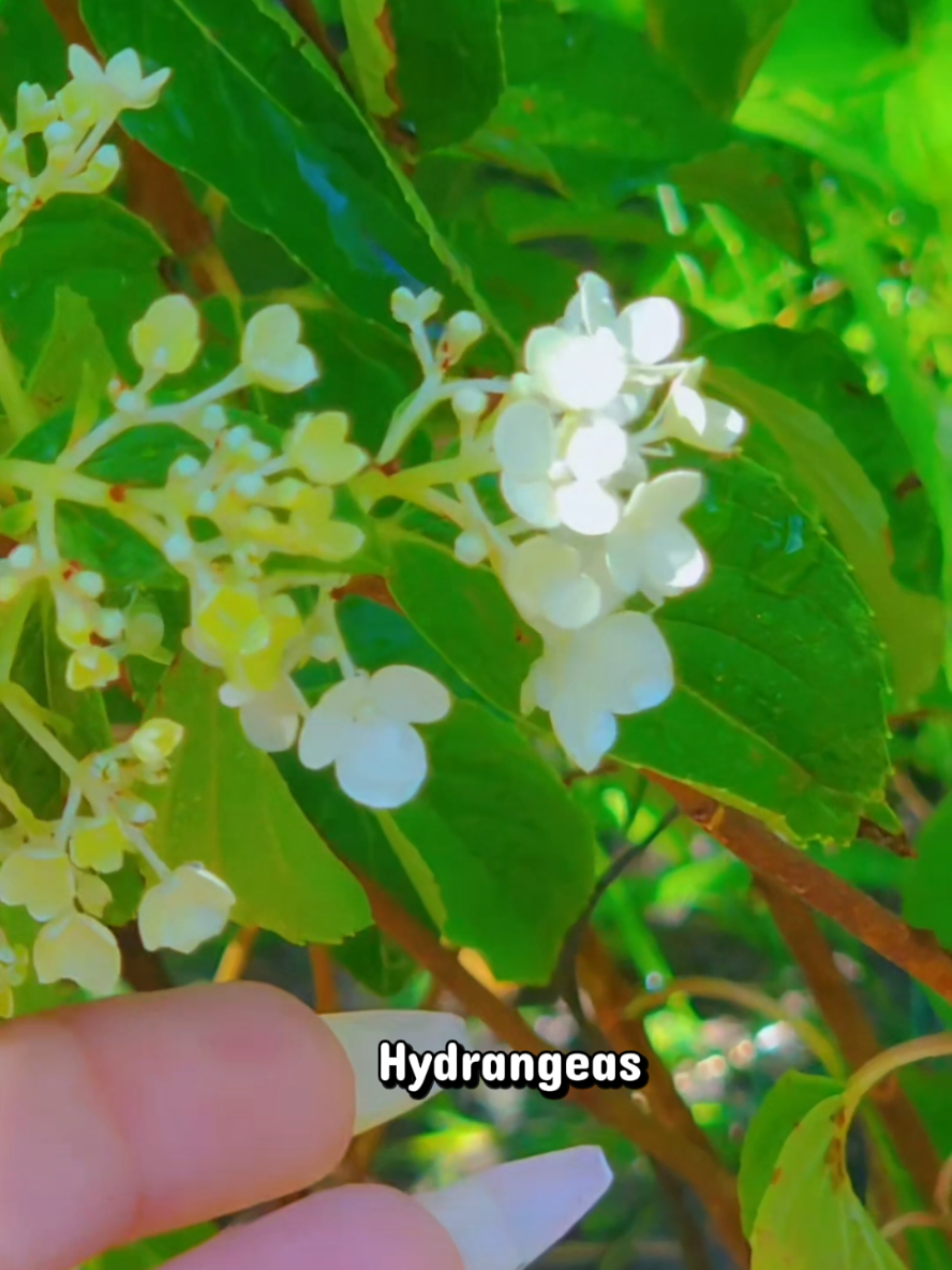 @Alicia ✨️🌱🐛