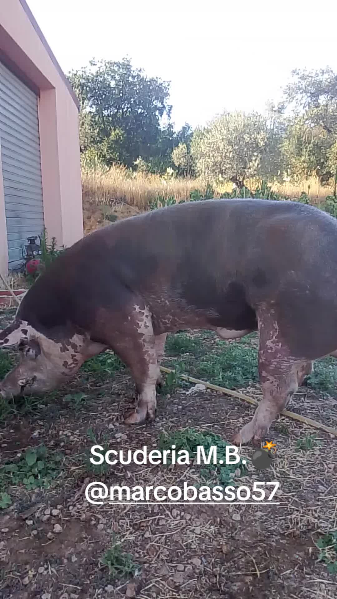 @Stefano Zagara