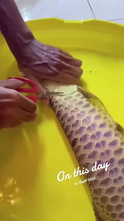 @MK AROWANA SPECIALIST