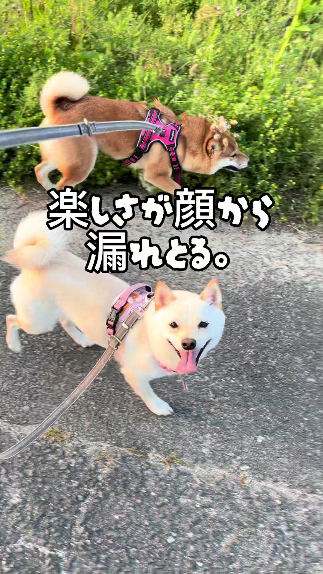 @こまめとしばーず🐾