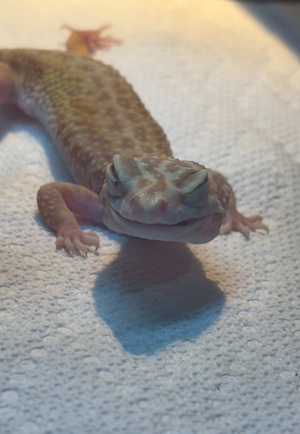 @layla🦎🍃