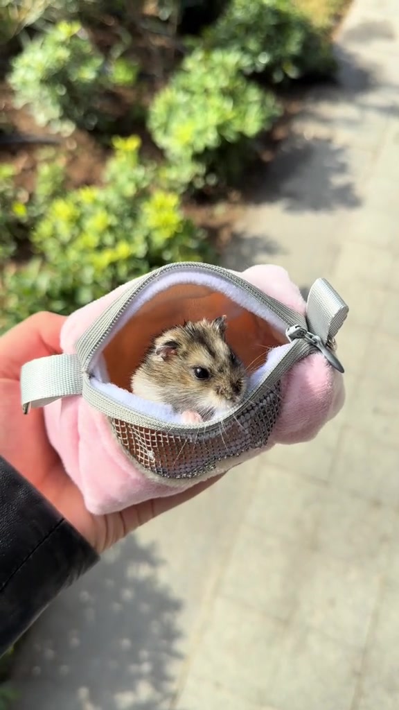 @hamster.cuppulu