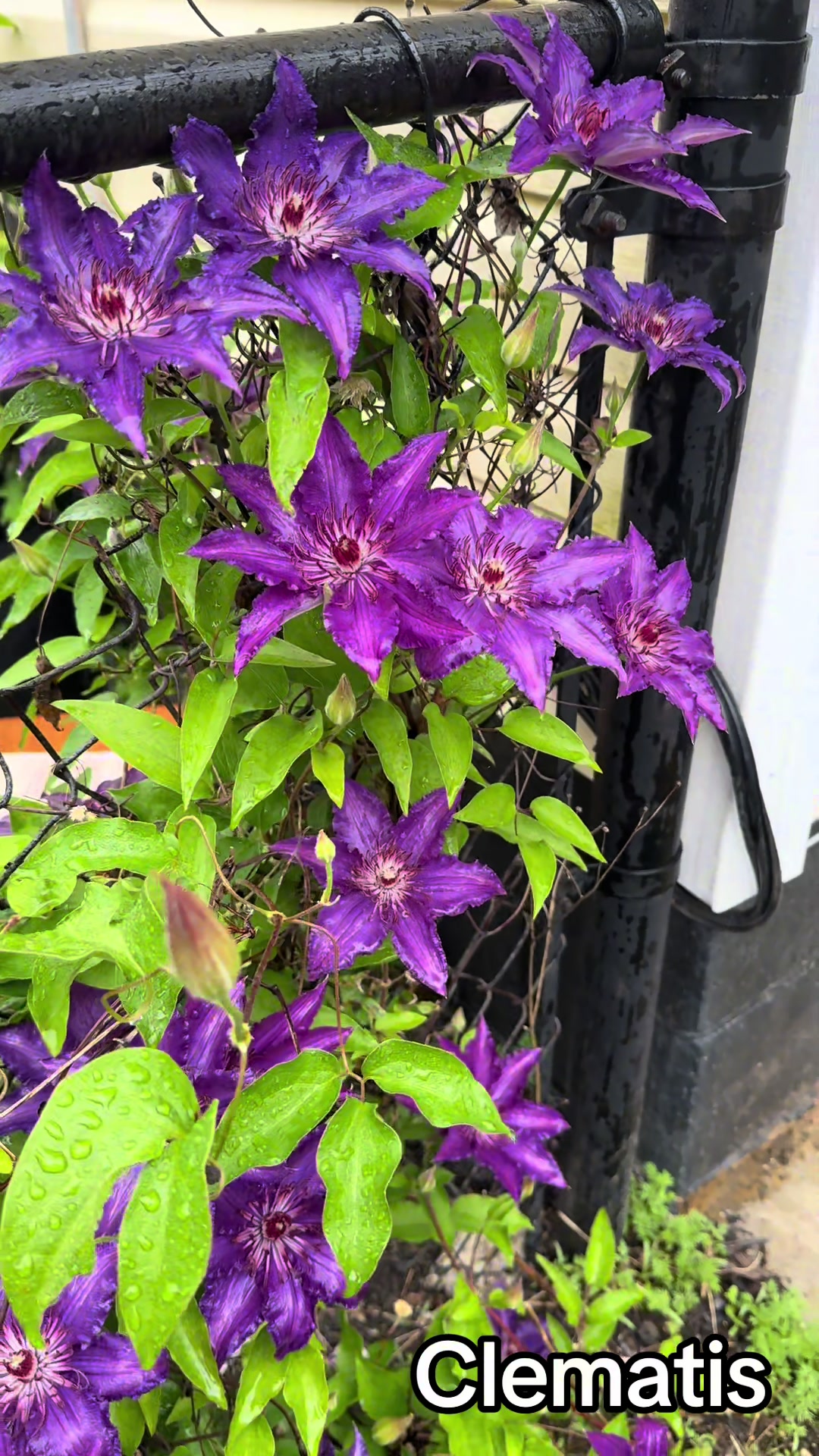 @Flores de temporada