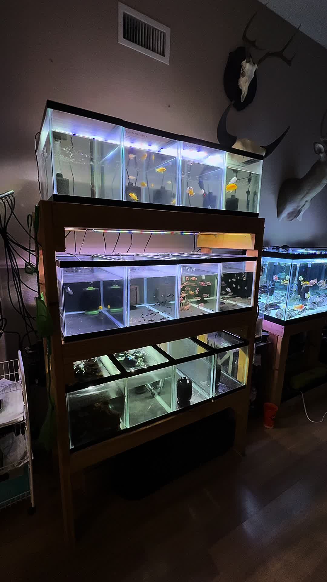 @Cichlid Adventures