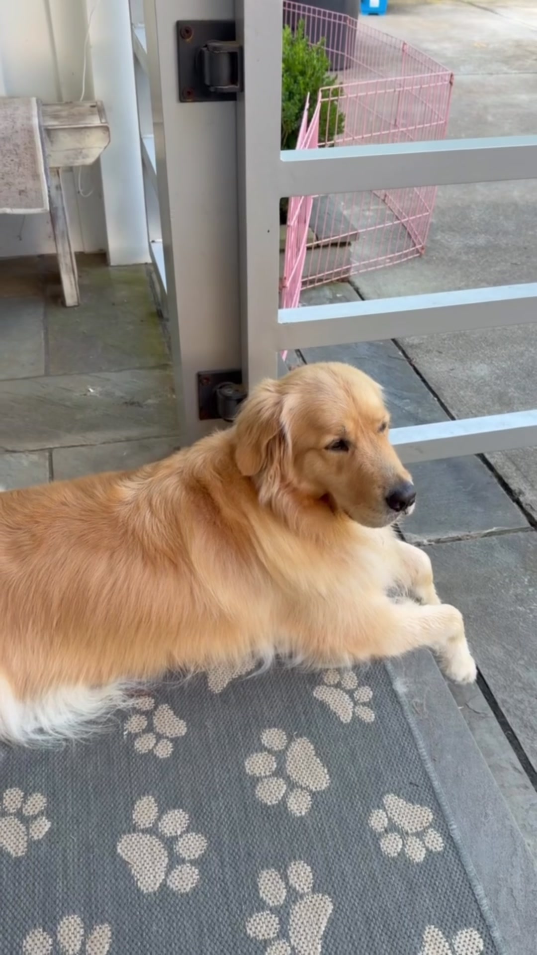 @DogMomisms