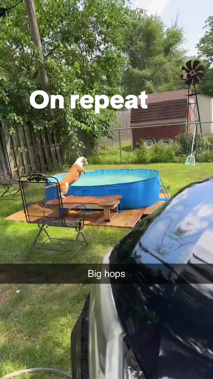 @You Me & The Dogs