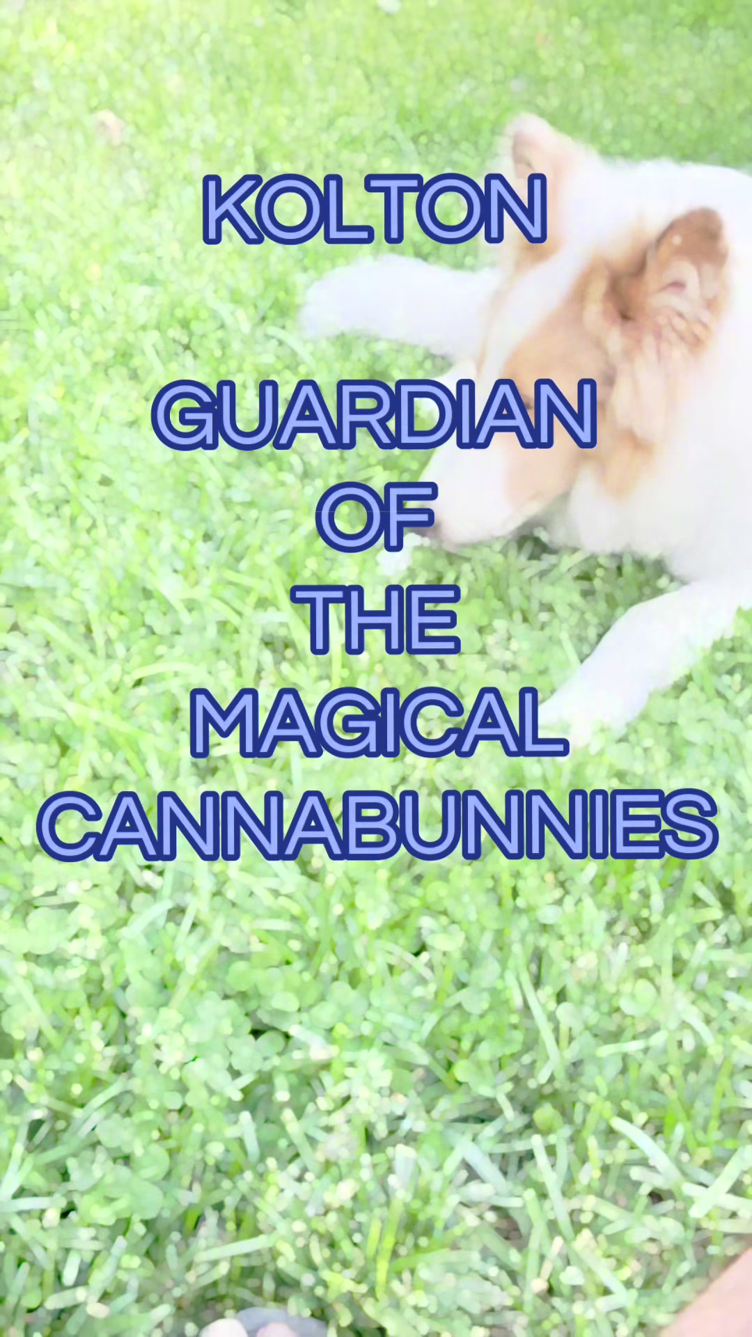 @THE MAGICAL CANNABUNNY