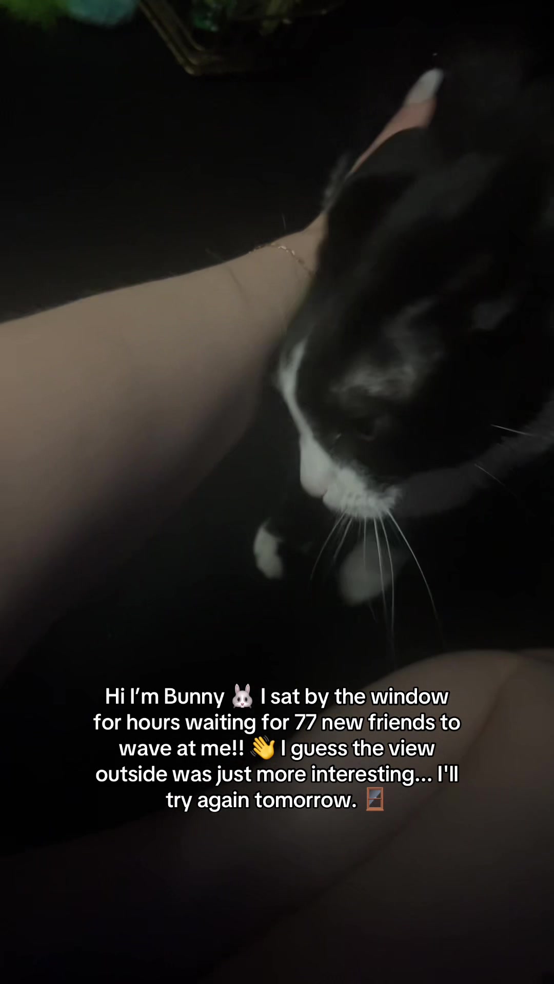 @Bunny