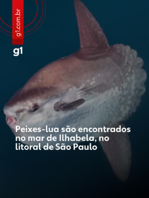 @g1