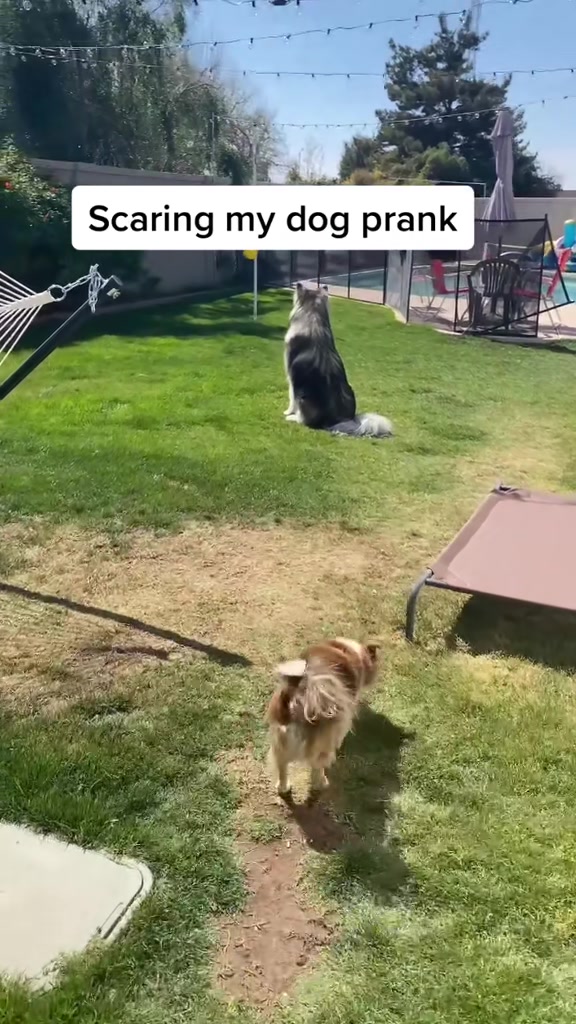 @Bandit The Husky