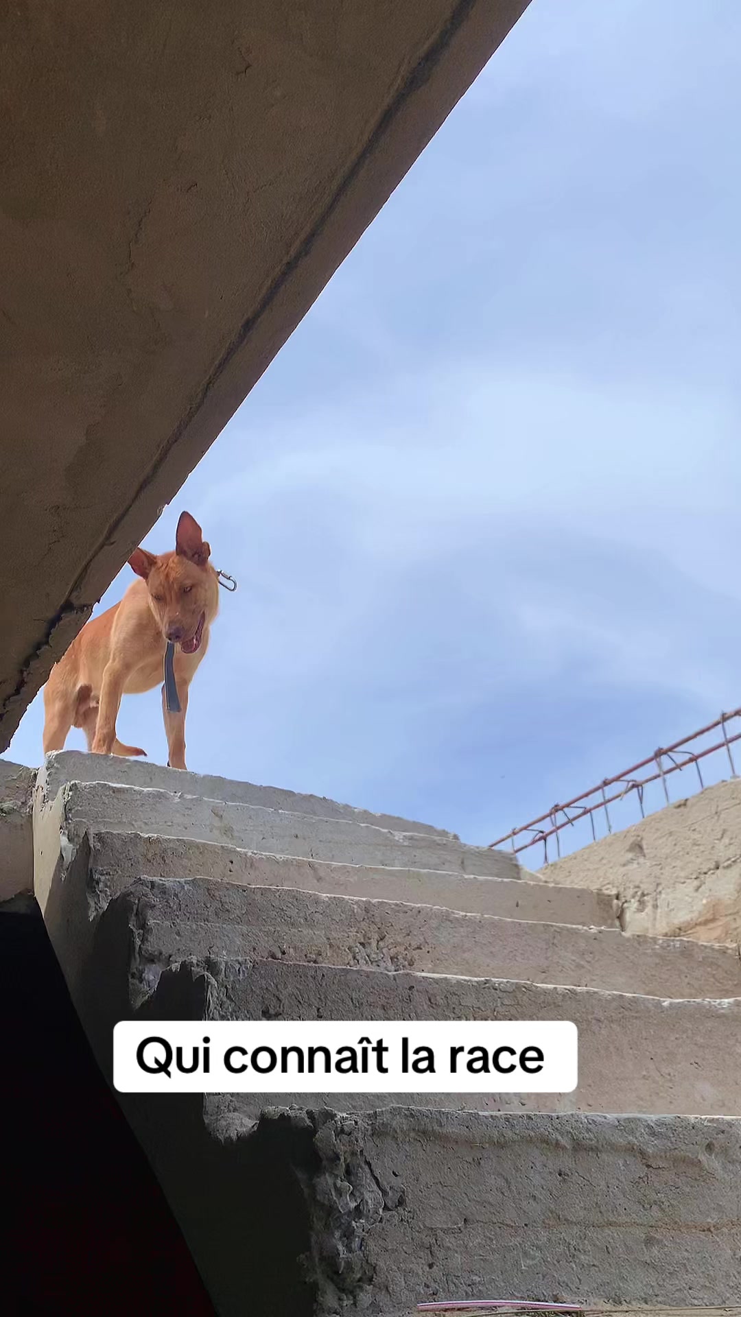 @Jummaux_dog🐶🐾 ✪