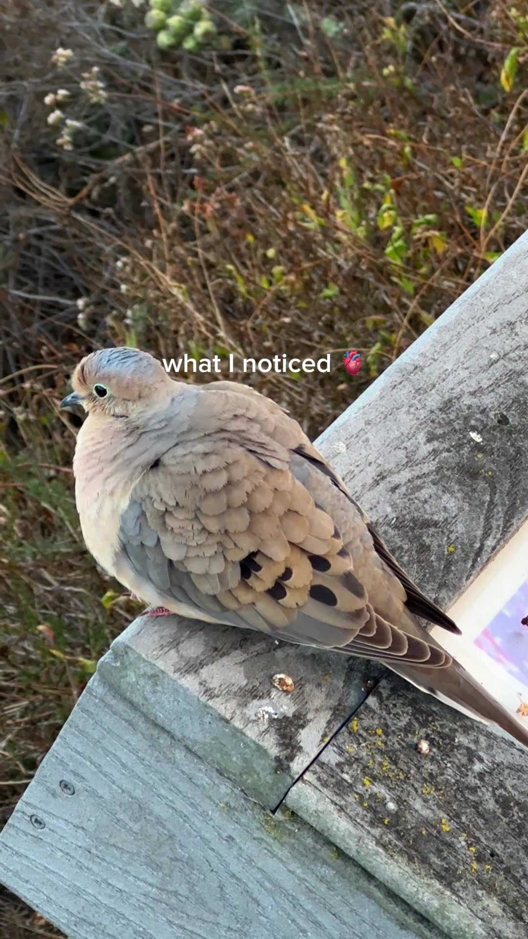 @Morgan ๐๐๐๐ฟ