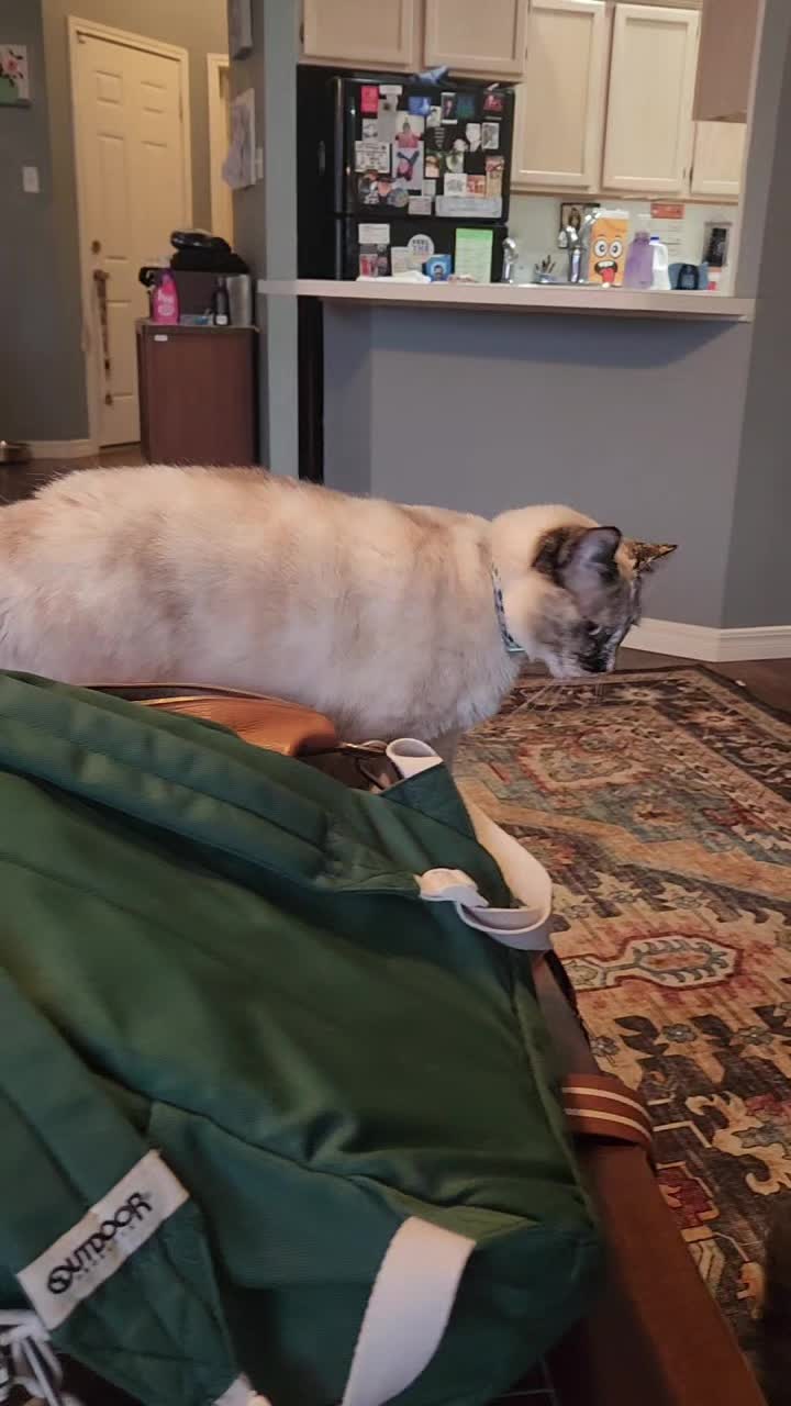@crazycatcrew