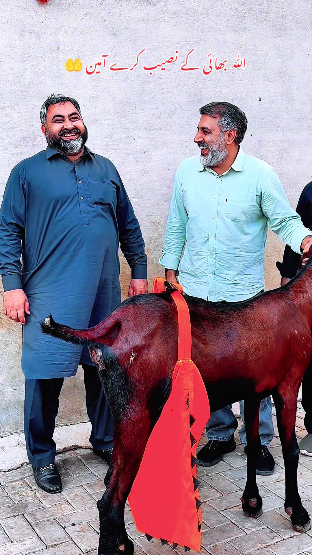 @Chohan Goat Farm Sialkot