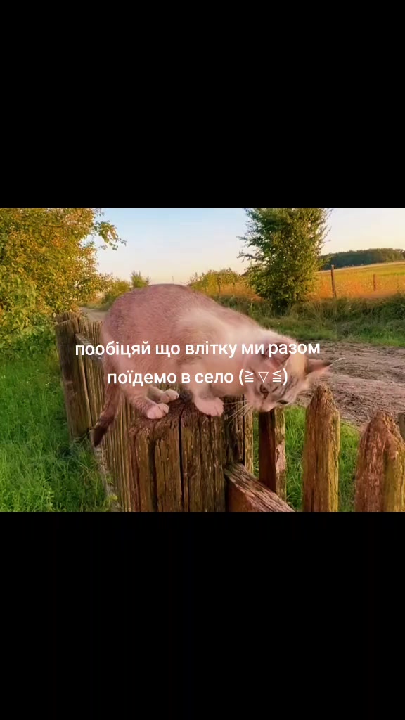 @ฅ^•ﻌ•^ฅ