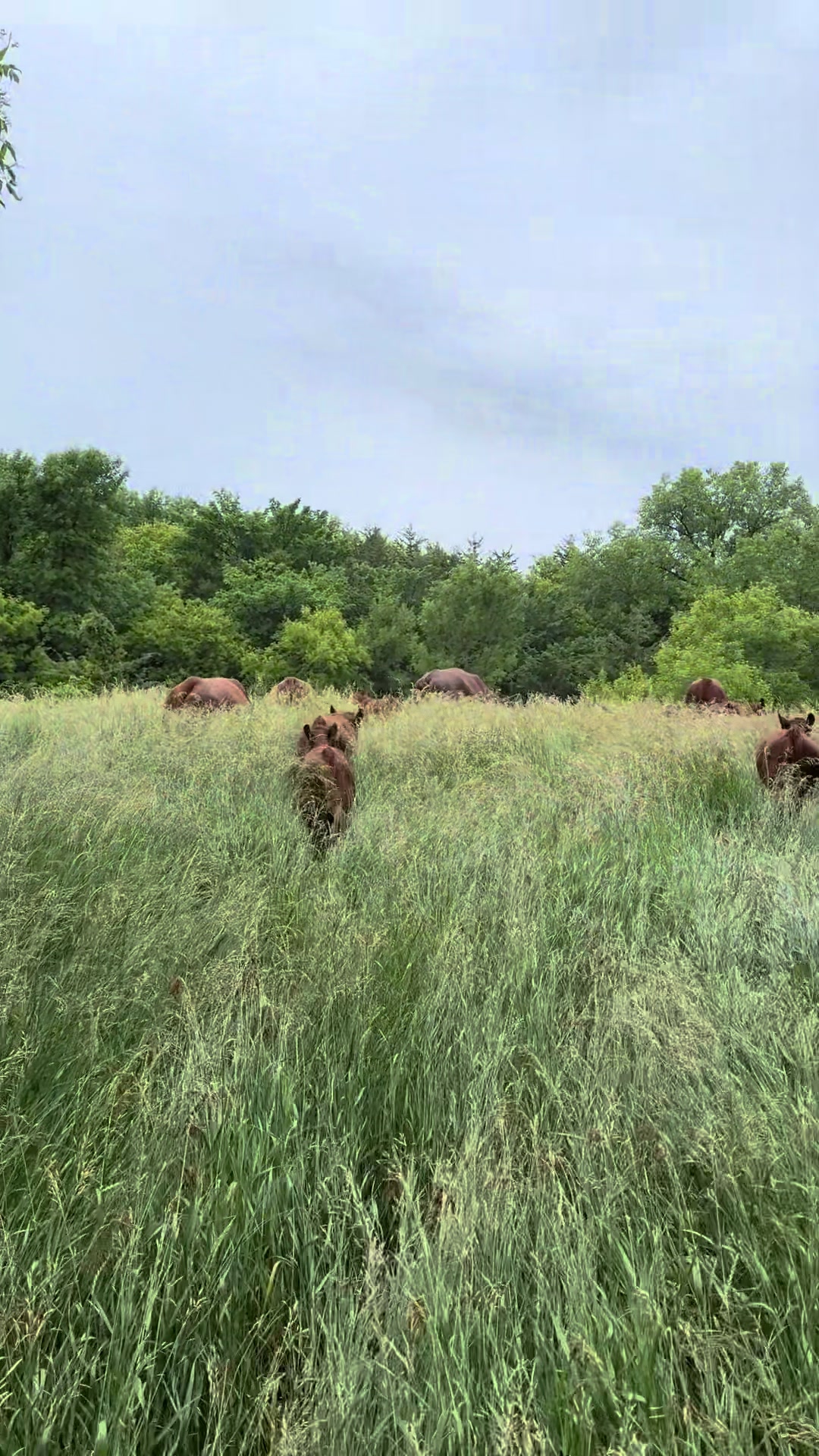 @Circle E Ranch Red Angus MN