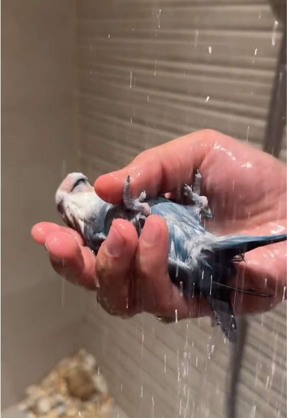 @Hamad Almutawa