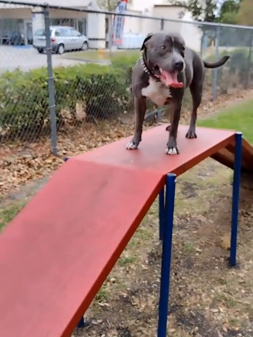 @Just Loko 🐶🐕😍