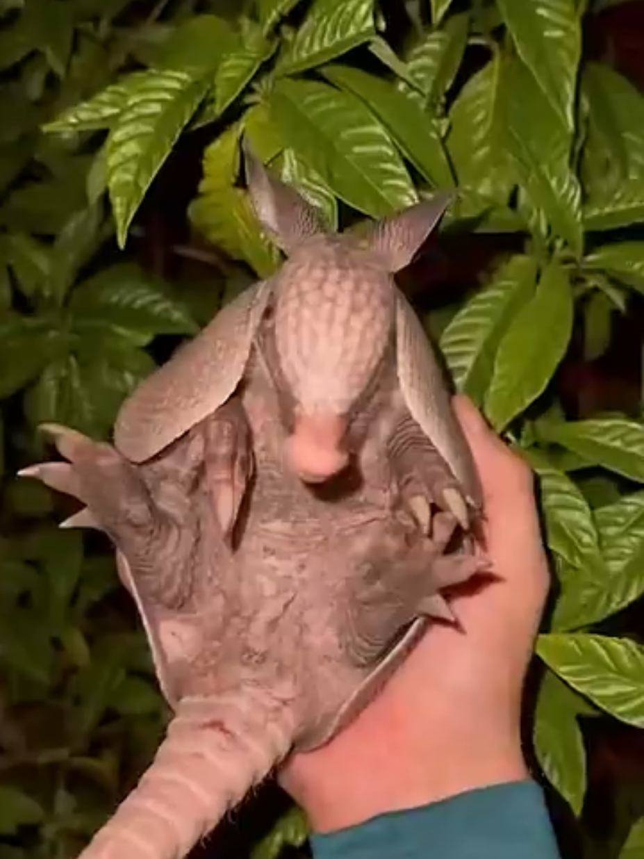 @m1gu3l00n7