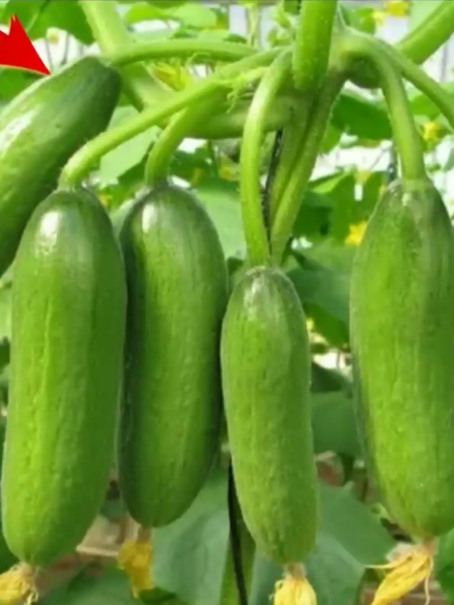 @PlantsLife
