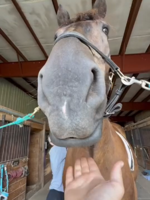@Horses TikTok