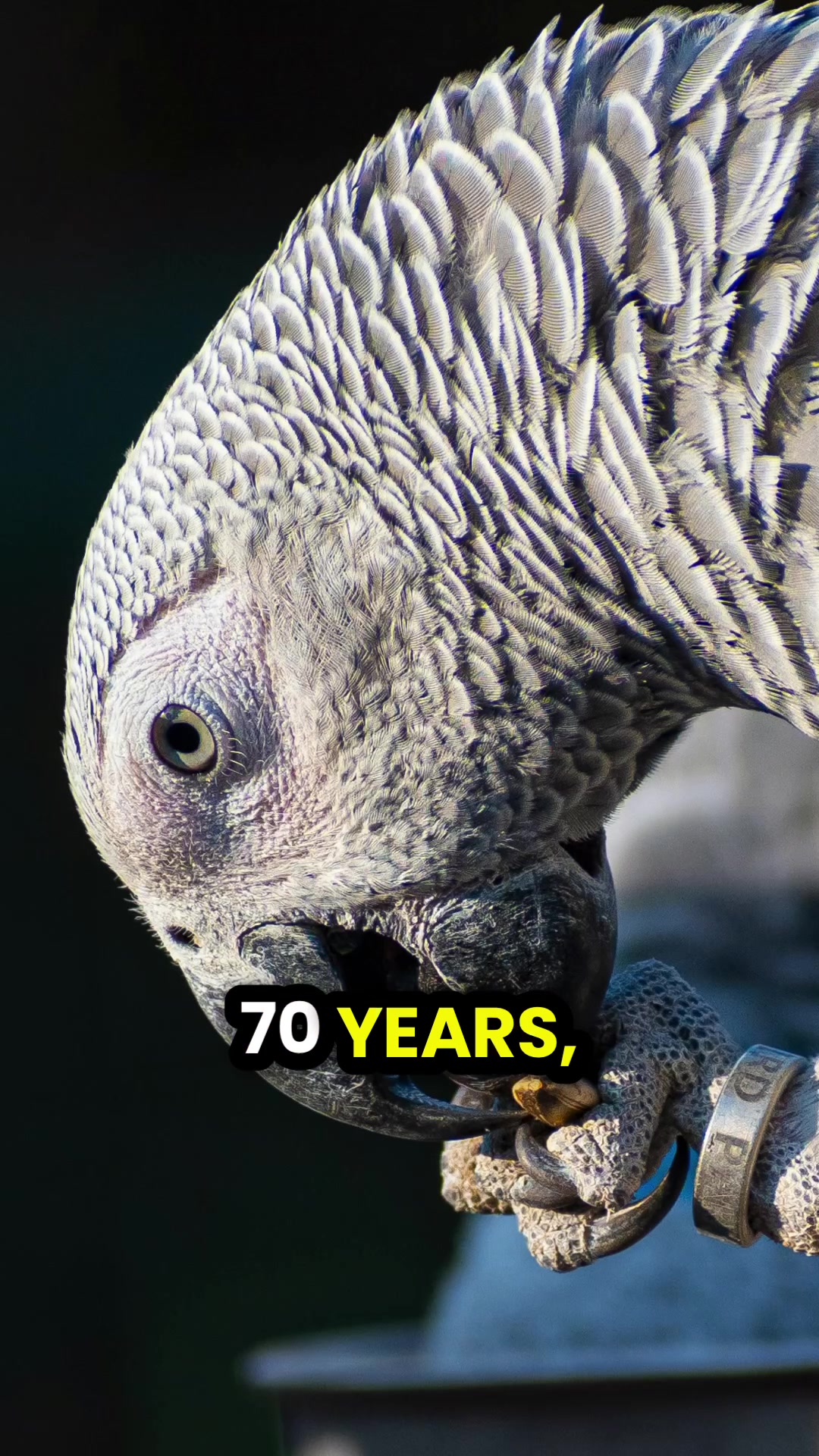 @Learn Parrots