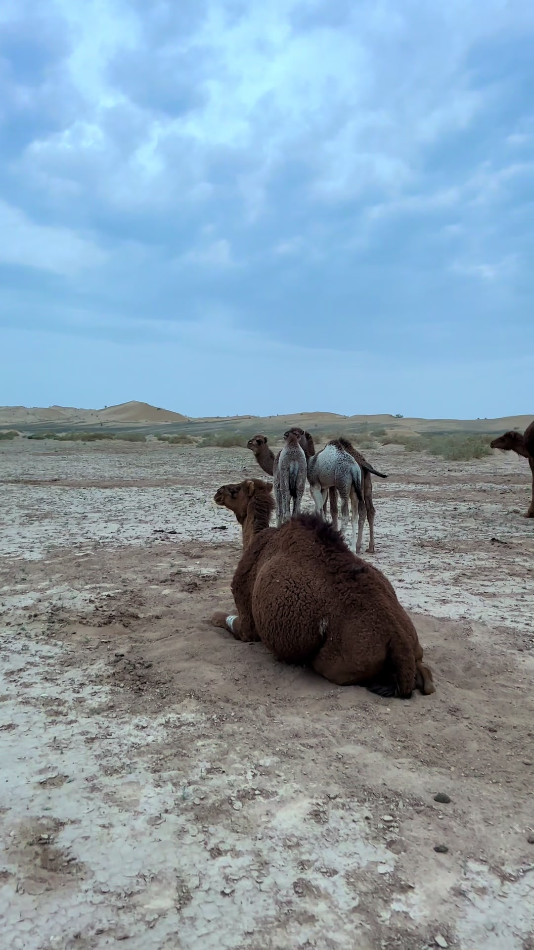 @بلوچستان عشق است 🐪🏜️🪶